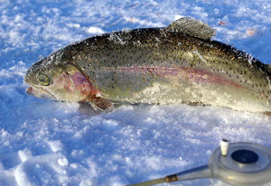 зимняя рыбалка форели на озере